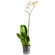Белая орхидея Фаленопсис в горшке. Шарджа